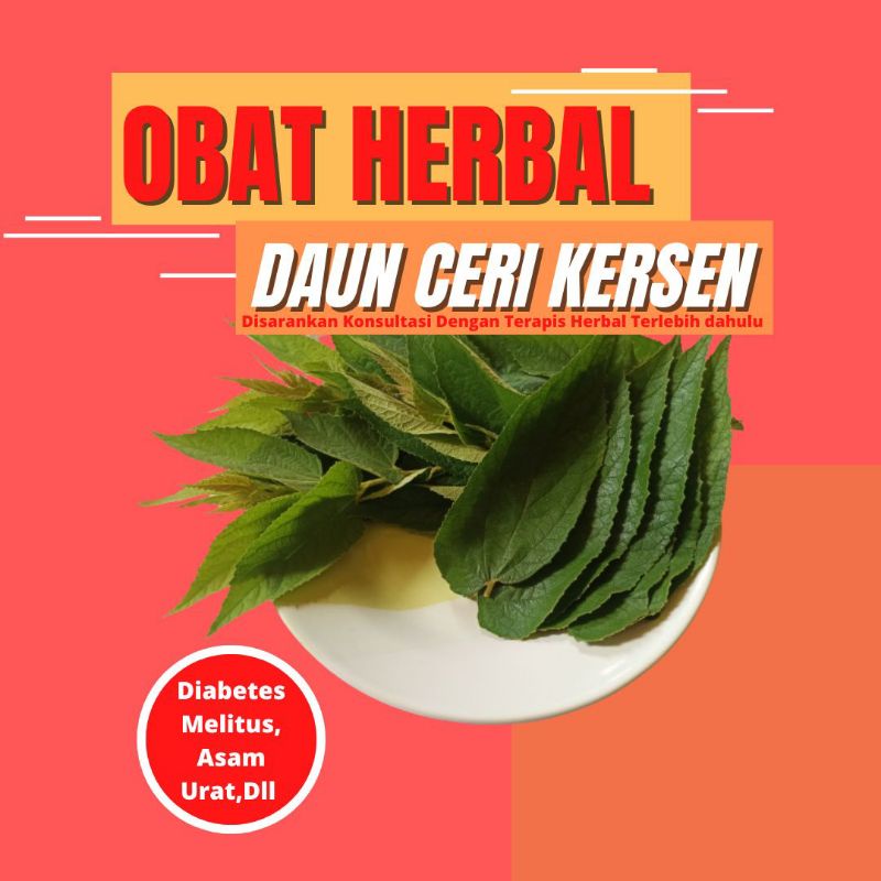 

Daun Ceri Kersen Fresh, Obat Herbal