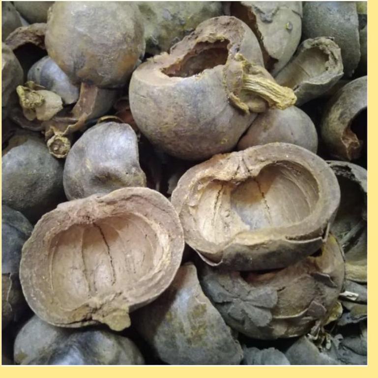 

PRODUK KEREN Kulit Manggis Kering 500gr @ 869