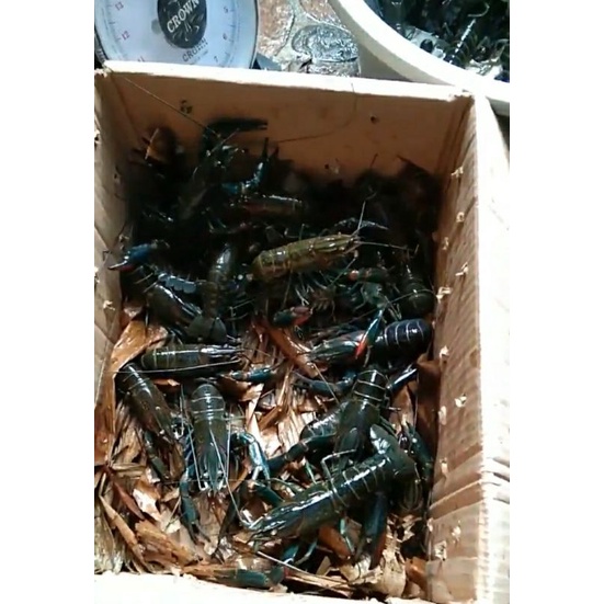 indukan satu set lobster air tawar isi 12 ekor