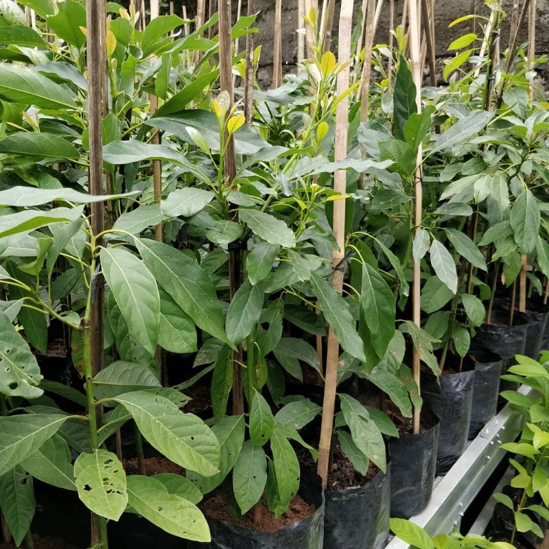 Pohon Alpukat Kendil Batang Besar Siap Berbuah