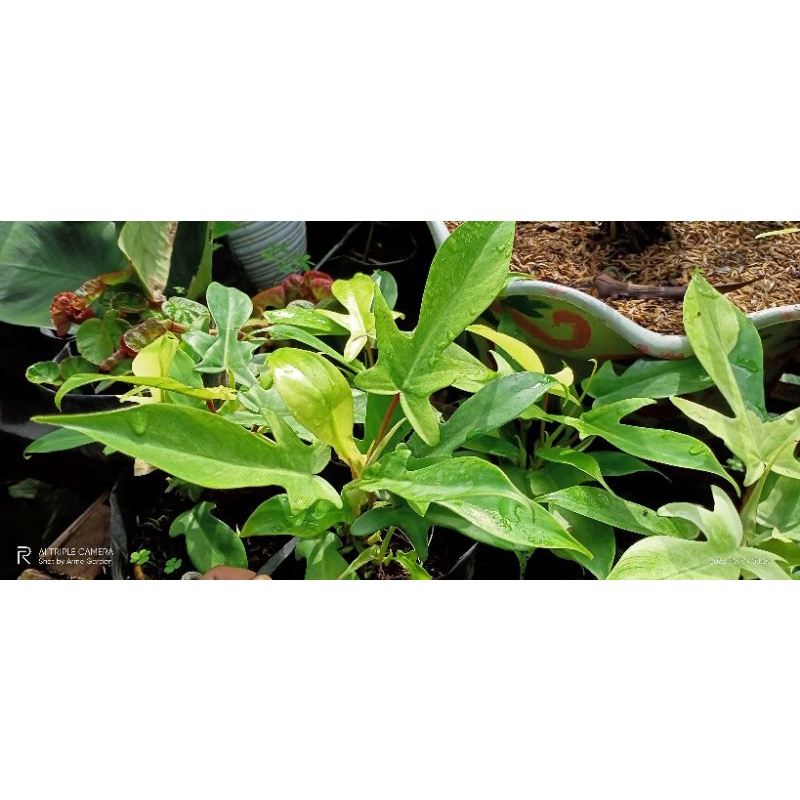 Philodendron Florida Ghost