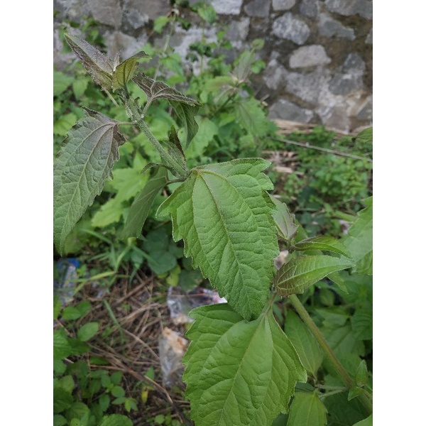 

daun kirinyuh / kopasanda segar 1kg