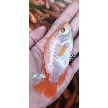 bibit ikan nila bangkok merah super berkualitas sehat dan terawat