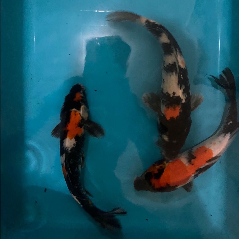 IKAN KOI SHOWA Blitar 38-40cm Grade A+