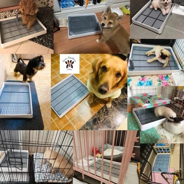 Promo Pee Tray - Pet Toilet Alas Kencing Hewan Large - Dog Toilet