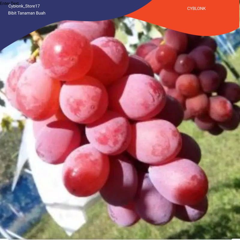 Bibit Anggur Import Jenis Ruby Roman Valid Grafting Asli