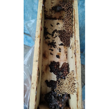bibit lebah klanceng/lebah tigona/kelulut/lebah tanpa sengat
