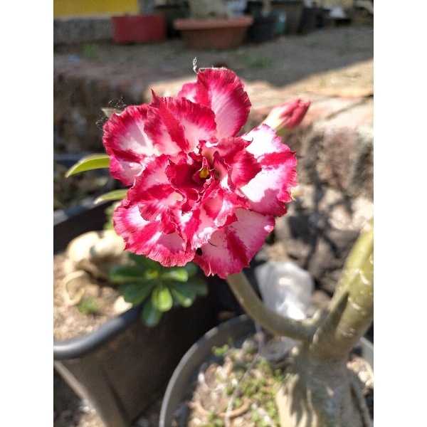 adenium tumpuk / pmk