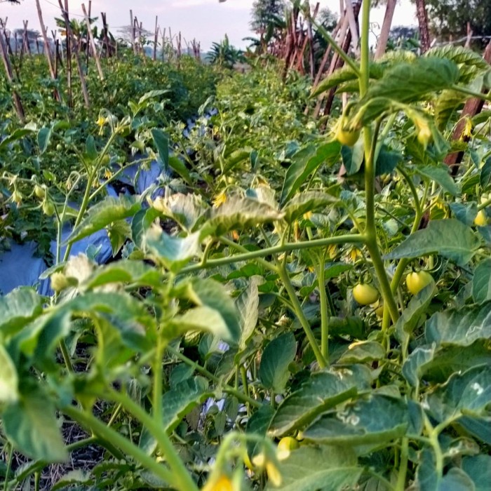 Terlaris" pestisida nabati phefoc hcs "r=