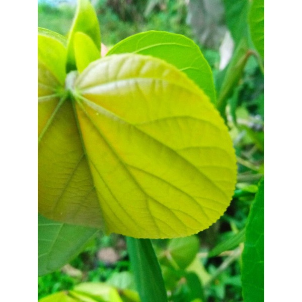 Bahan bonsai waru india cangkok