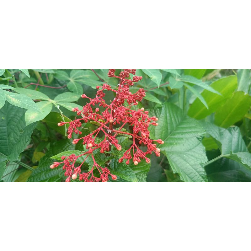 

Daun bunga pagoda segar herbal promo