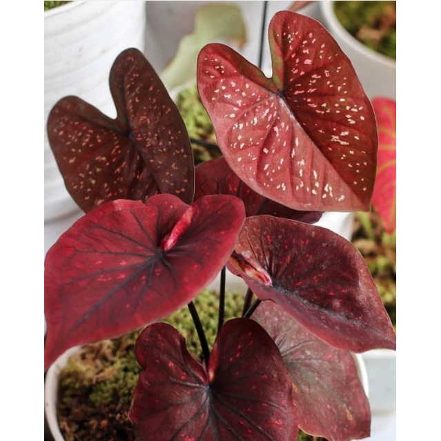 Tanaman Hias Keladi Darkchocolatos / Bunga Hias Anakan Keladi Darkchocolatos