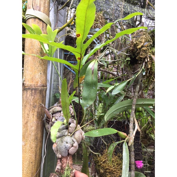 lecanopteris spesies sulawesi