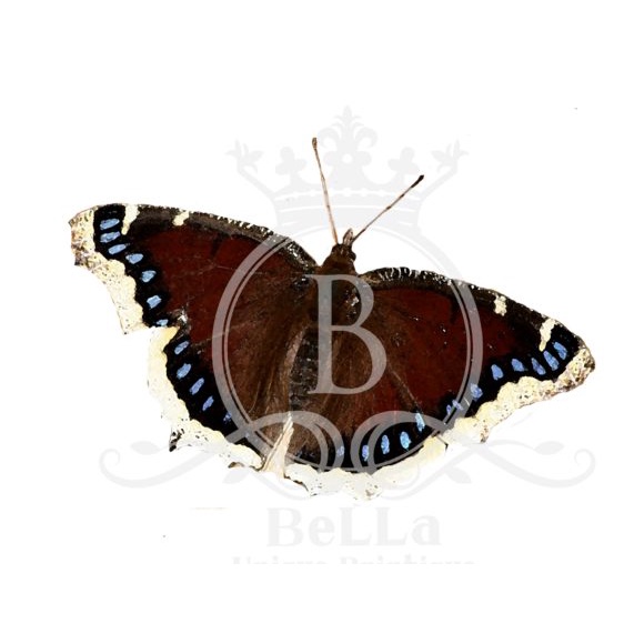 Montana Awesome America Series