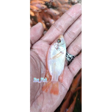 bibit ikan nila merah bangkok murah berkualitas sehat dan terawat ukuran 4-6cm