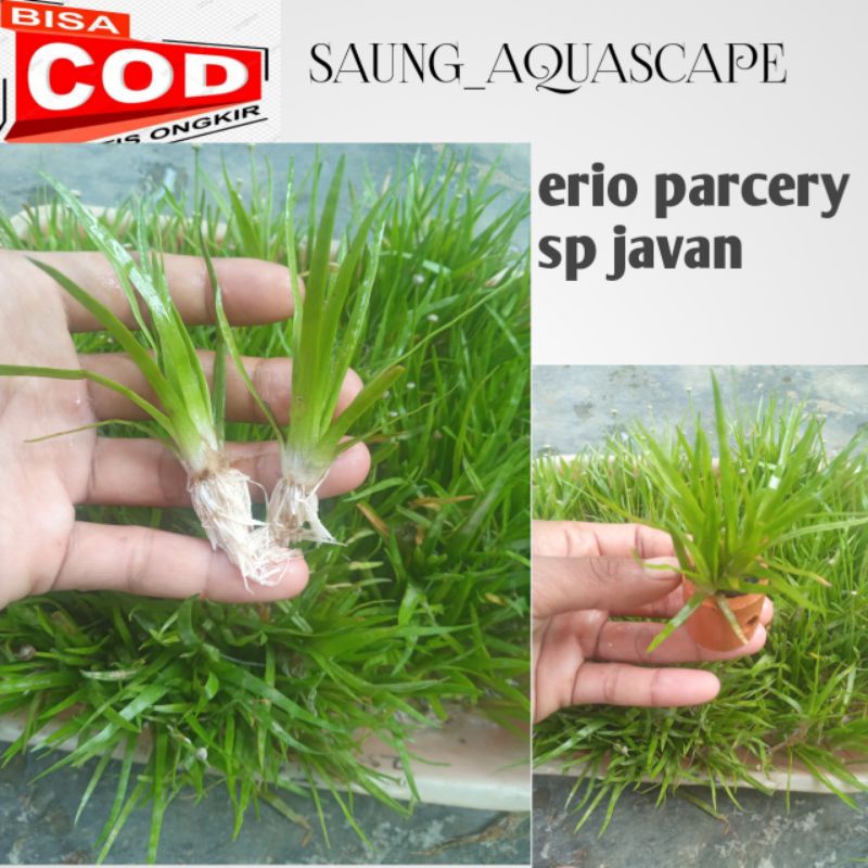 Tanaman Aquascape Erio parcery sp japan low c02