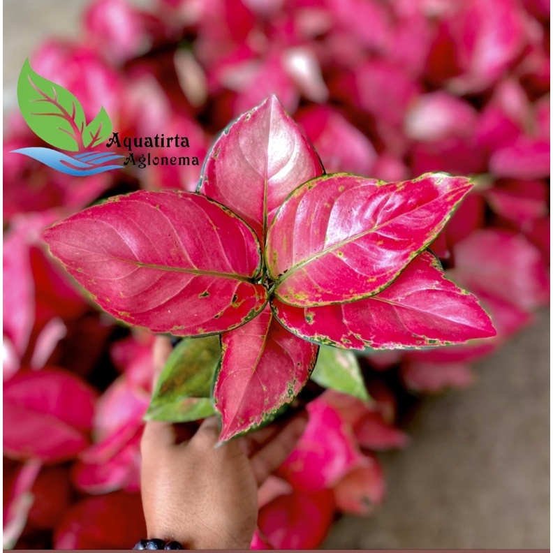 Red Katrina - Tanaman Hias Aglonema / Aglaonema