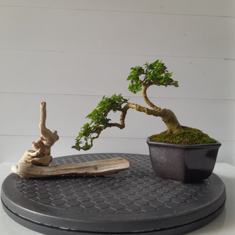 Bonsai Sancang 1 Set Siap Pajang Pot Keramik