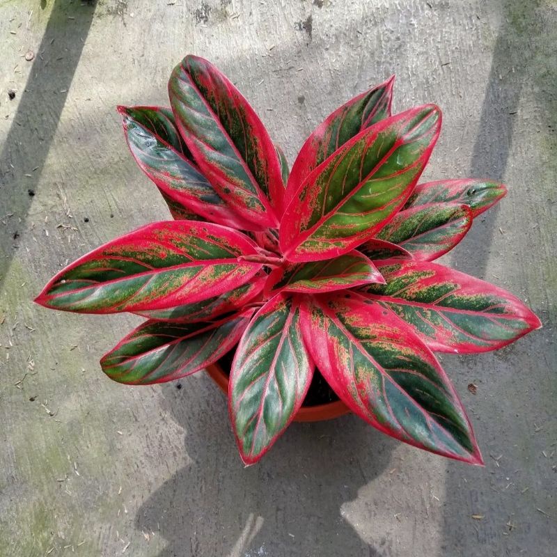 Aglonena Red Lipstik Siam Aurora / Bunga Aglonema Red Lipstik Siam Aurora / Tanaman Hias Aglonema Si