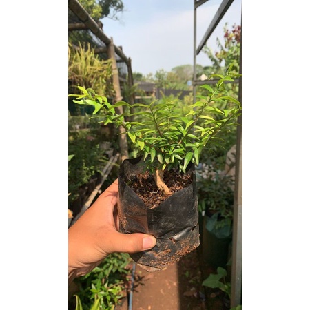 anting putri micro varigata prokar