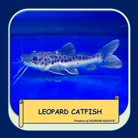 IKAN HIAS AIR TAWAR - LEOPARD CATFISH / HYBRID TSN x RTC (±8cm)