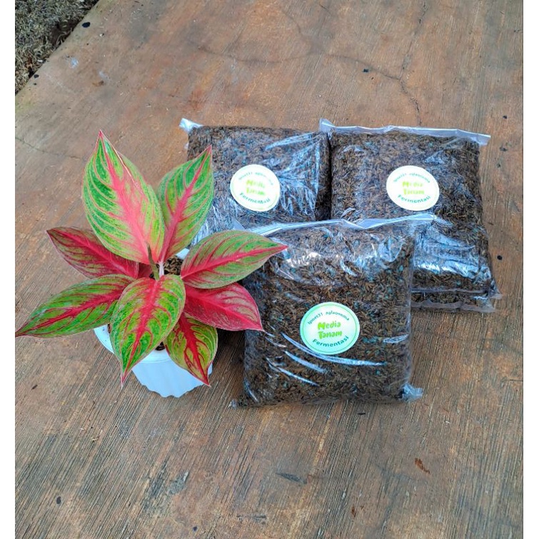 media tanam fermentasi