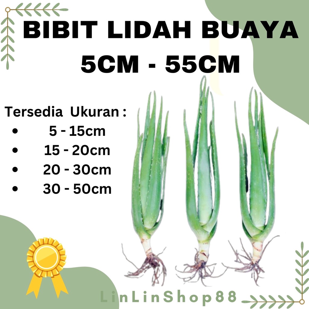 BIBIT LIDAH BUAYA 5CM - 55CM