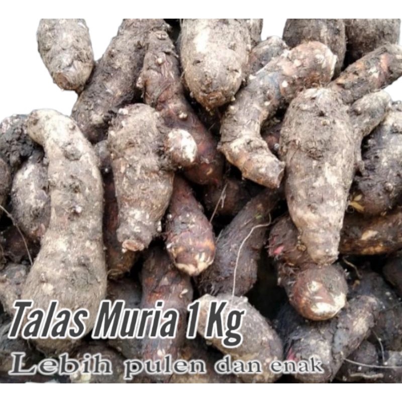 Talas / Mbote Umbi Segar Talas Muria Sehat Enak Pulen 1 Kg