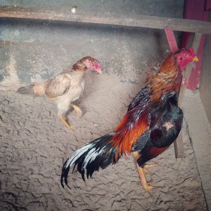 

JUAL TELUR AYAM BANGKOK SAMO PERBUTIR