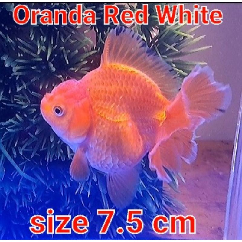 Jual Ikan Mas Koki Oranda Rw Body Bulat Ekor Dorsal Rapih Shopee Indonesia