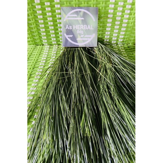 

Daun pinus segar / daun pohon pinus petik langsung 1 kg-az