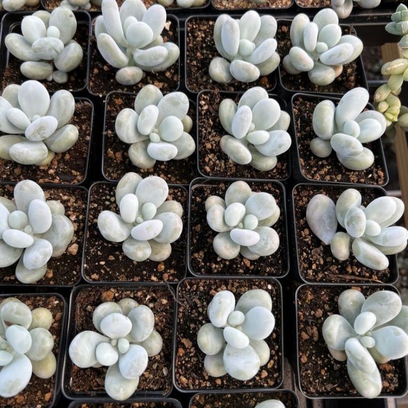 Sukulen Moonstone / Pachyphytum Oviverum