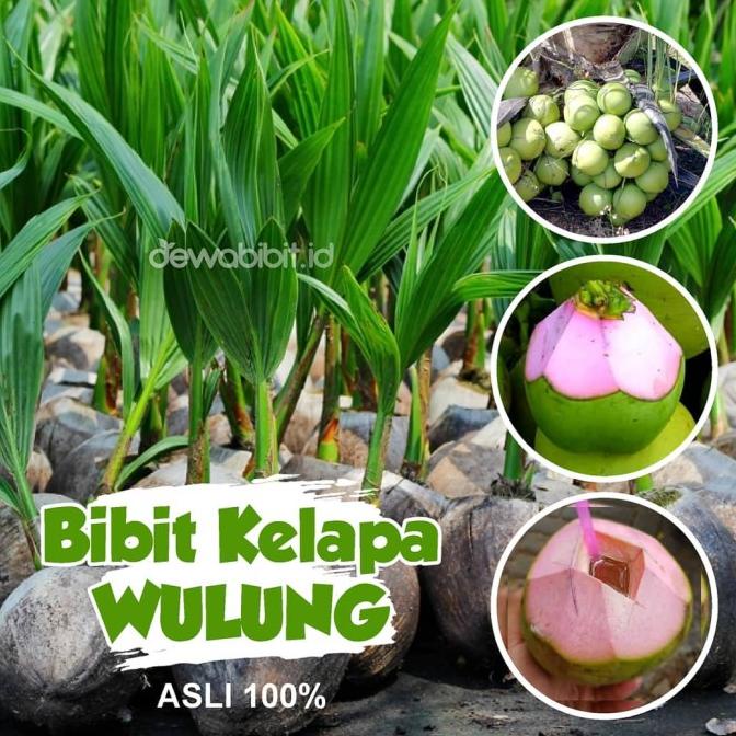 Bibit kelapa wulung kelapa hijau wulung kelapa ijo asli