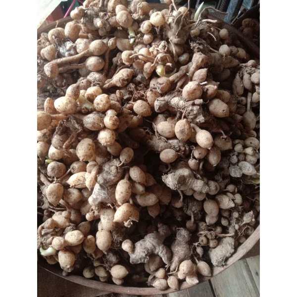 

kunci Pepet segar 1kg