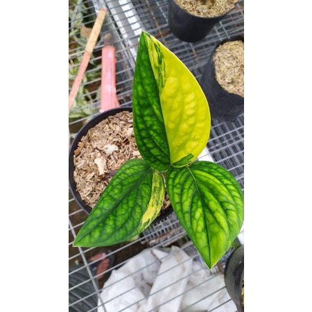 Monstera karstenianum varigata