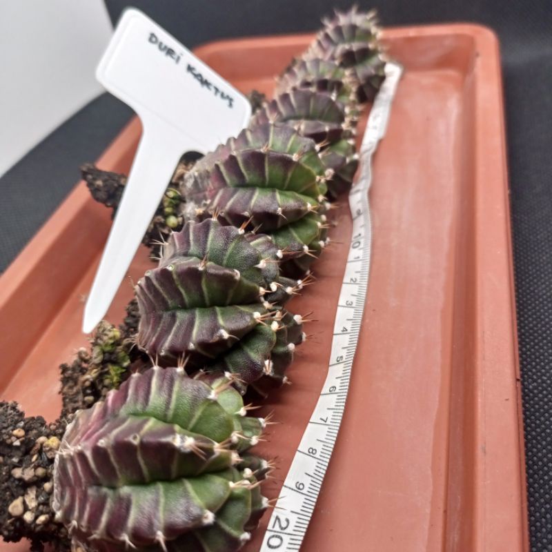 Kaktus Mini Hybrid Daydream x Starfire