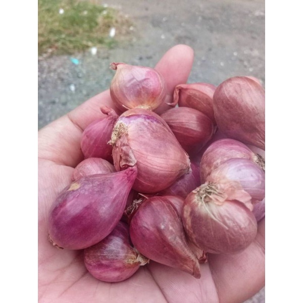 

Bawang merah super