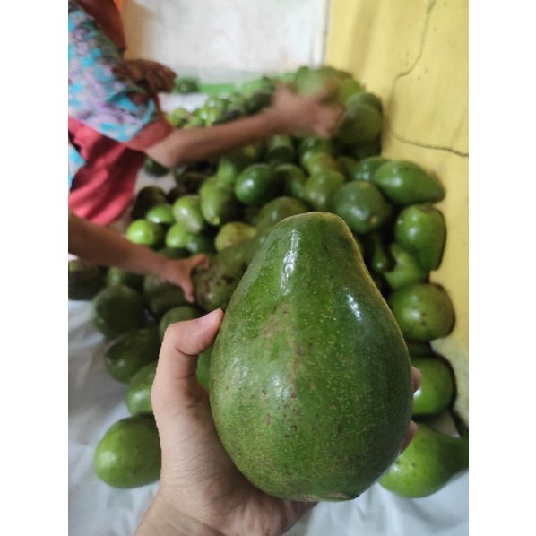 

Alpukat mentega Super Grade A mulus glowing