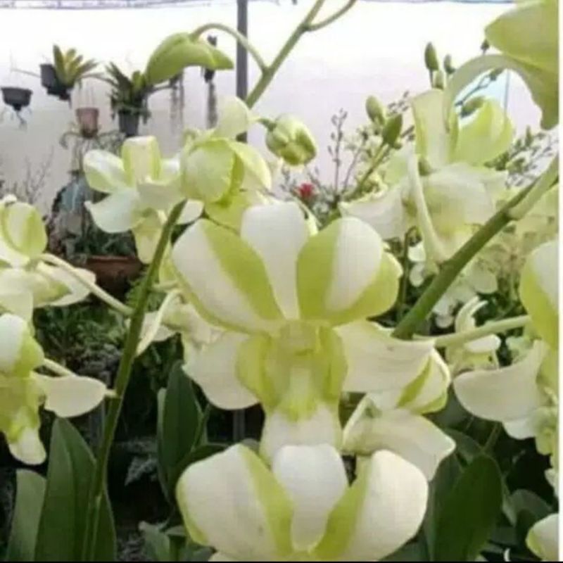 promo anggrek Dendrobium liberty // anggrek dewasa