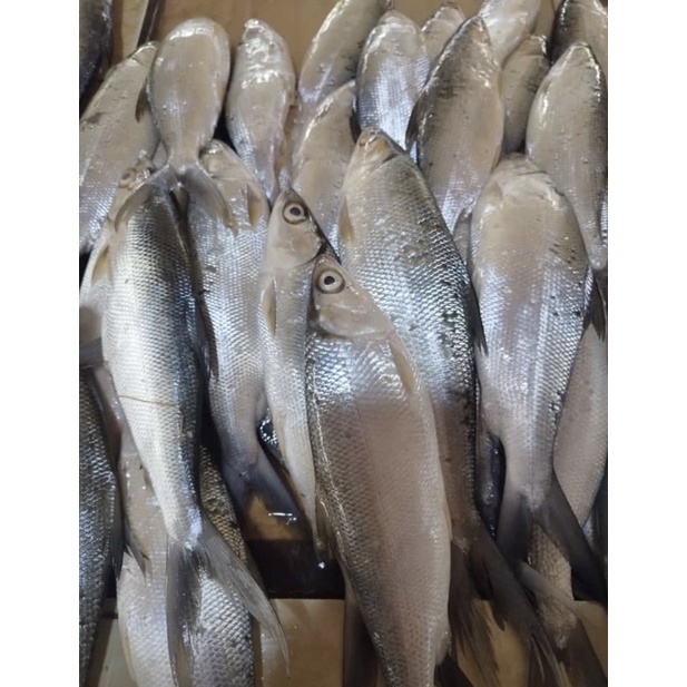 

Ikan Bandeng Fresh