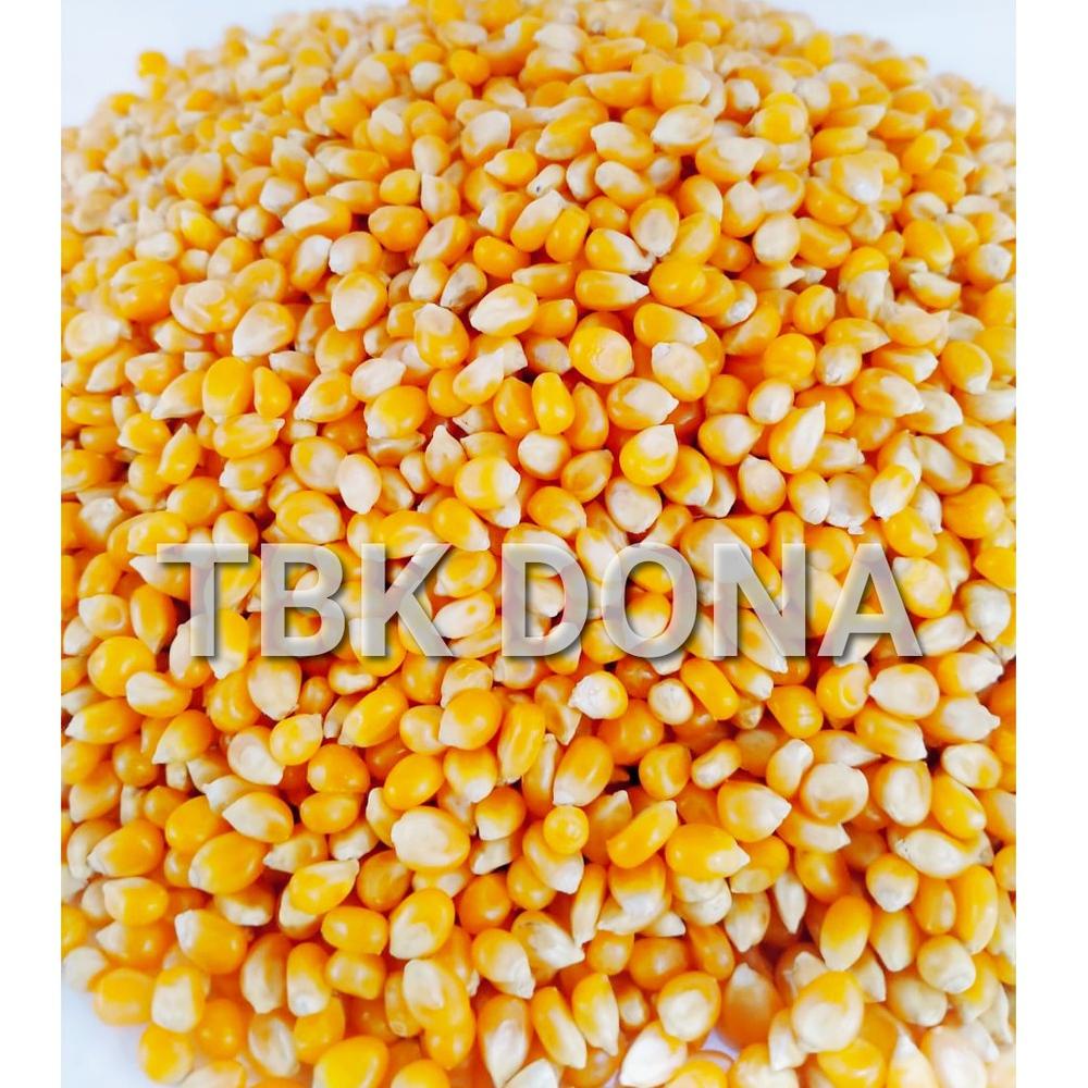 

Buruan Beli Jagung PopCorn 1 kg 067 ❊