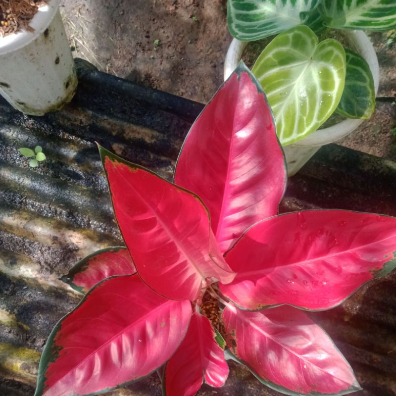 aglonema suksom lokal