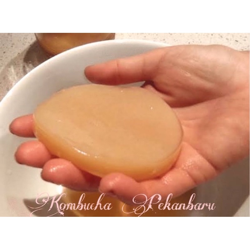 

Limited SCOBY / Jamur Scoby Premium / Pembuatan Kombucha