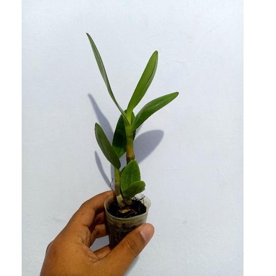 Terlaris.. Dendrobium capung Kalimantan