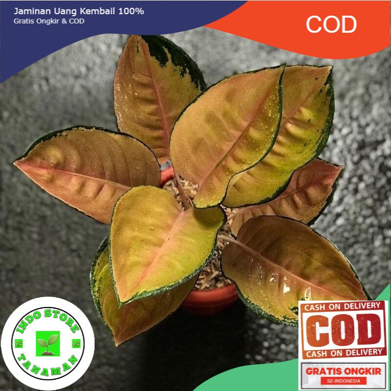 bibit anakan aglonema sb sultan brunei 1/2 daun