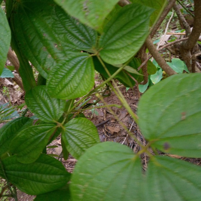 

daun gadung segar/400gr