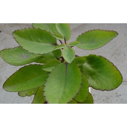 

DAUN COCOR BEBEK / DAUN BUNTIRIS 100GR