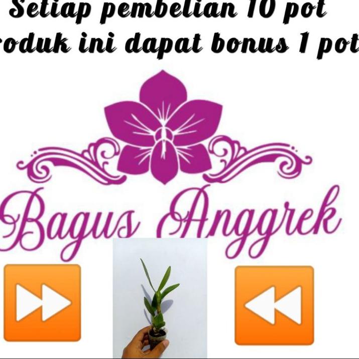 Termurah Dendrobium capung Kalimantan