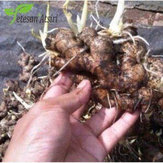 minyak atsiri jahe murni tanpa campuran ginger pure essential oil therapeutic grade aromatherapy aromaterapi aromaterapy oil burner 10ml 30ml 50ml 10 ml 30 ml 50 ml