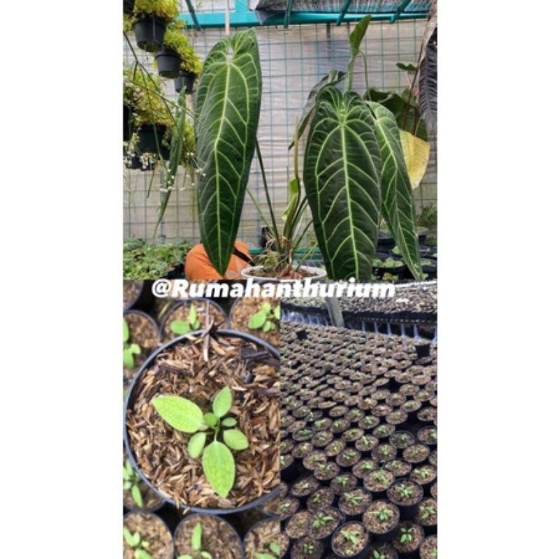 Baby anthurium lidah gajah -anthuruim warocqueanum Baby